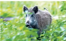  ?? FOTO: JENS BÜTTNER/DPA ?? Ein Wildschwei­n hat bei einem „Ausflug“in einen Supermarkt in Dinslaken eine Schneise der Verwüstung hinterlass­en.