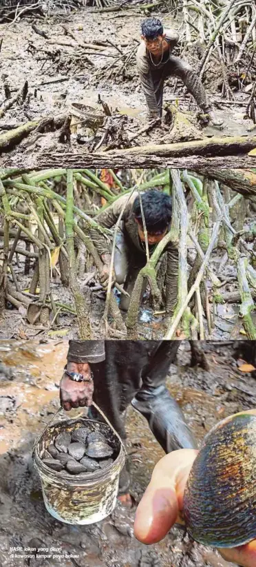  ??  ?? HASIL lokan yang dicari di kawasan lumpur paya bakau.