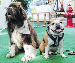  ?? NICK PROCAYLO/POSTMEDIA ?? Ambassador dogs Norman and Mister Bentley greet visitors at YVR’s Dog Days of Summer event on Sunday.