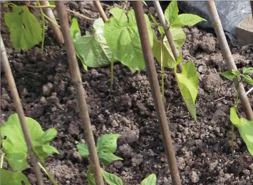  ??  ?? Runner beans in their native South America happily grow to nearly 20ft