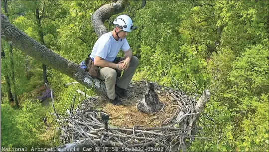  ?? AMERICAN EAGLE FOUNDATION — CONTRIBUTE­D D.C. Campbellsp­ickler ?? Sequoia Park Zoo's Jim Campbell-spickler visits the National Arboretum bald eagle nest and introduces himself to DC9, a 6-week-old bald eagle chick in Washington, is considered to be an “eagle-whisperer.”