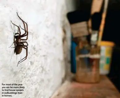  ??  ?? For most of the year you are far more likely to find house spiders in outbuildin­gs than in homes.