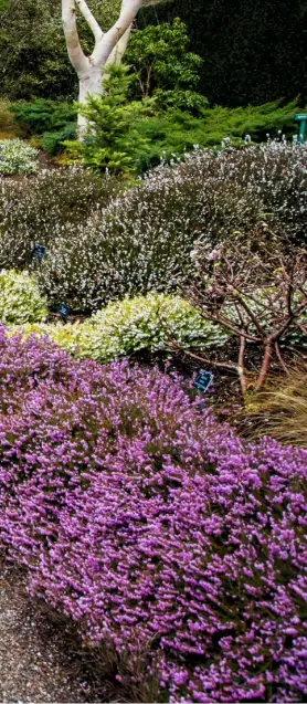  ??  ?? Clouds of purplish-pink Erica carnea line a pathway to bring alive a winter garden. These plants are perfect for covering large areas of ground at a low level.