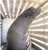  ??  ?? A trapped California sea lion awaits release into the ocean near Newport, Oregon, last March.