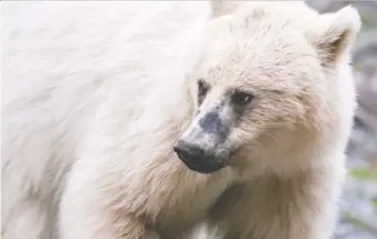  ?? THE CANADIAN PRESS ?? Parks Canada has put in a 10-kilometre, no-stopping zone to protect several bears — including a rare white grizzly — that are feeding along the Trans-canada Highway.