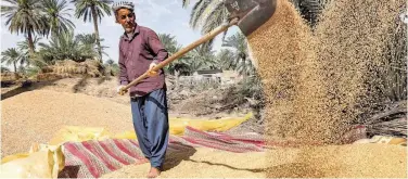  ?? Agence France-presse ?? ↑
Farmers sift through threshed wheat during the harvest at a farm in the Abbasiya district on Tuesday.