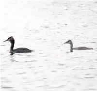  ??  ?? ● Great crested grebes are fascinatin­g birds