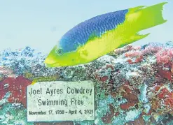  ?? ?? REFUGE A fish swims by the final resting place of one of the hundreds of remains at Neptune Reef.