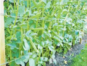  ?? ?? Stake broad beans to protect from winter winds.