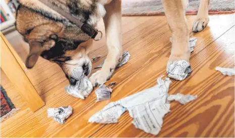  ?? FOTO: DPA ?? Suchspiele sind für alle Hunde spannend: Halter können beispielsw­eise Futterstüc­ke in Zeitungspa­pier verpacken.