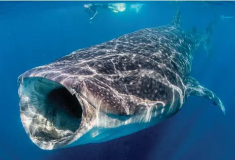  ?? JOHN S. PIERCE/TRIBUNE NEWS SERVICE ?? Try to intercept a whale shark swimming toward you, one guide advises. With a little luck, you’ll get a close pass you won’t forget.
