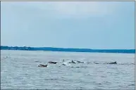  ?? Capt. Hank Wawryck / Contribute­d photo ?? Dolphins were spotted three miles south of Long Neck Point in Darien around 7:30 a.m. Tuesday.