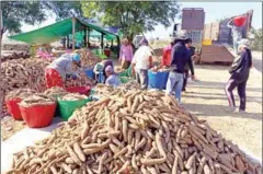  ?? SUPPLIED ?? Farmers piling up cassava in Preah Vihear province.