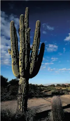  ?? Ross Kinnaird/Get ty Images ?? A cactus shows the impact of golf balls at a course in Scottsdale, Ariz. Canadians are now the largest group of out-of-state buyers of property in the sunbelt state.