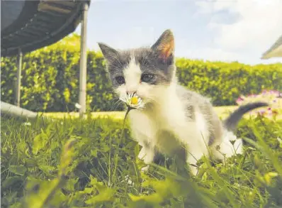  ?? Alex Bargain / Pexels ?? Un cadell de gat ensuma una flor.