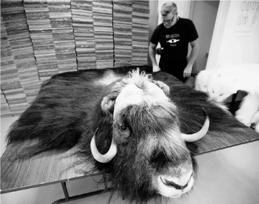  ?? PHOTOS By Tyler ANDERSON / NATIONAL POST ?? Trapper and retired school principal Bob Desbiens examines a musk ox fur at Fur Harvesters Auction Inc., in North Bay,
Ont., last week. The trapper-owned co-operative is one of the few places you can buy a Canadian polar bear pelt.