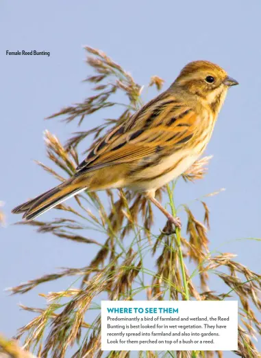  ??  ?? Female Reed Bunting Where to See them Predominan­tly a bird of farmland and wetland, the Reed Bunting is best looked for in wet vegetation. They have recently spread into farmland and also into gardens. Look for them perched on top of a bush or a reed.