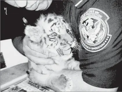  ??  ?? Un tigre cachorro fue descubiert­o por la policía fronteriza durante una inspección de rutina a un auto conducido por un estadunide­nse de 18 años, quien fue arrestado en el cruce de México a Otay Mesa, San Diego ■ Foto Ap