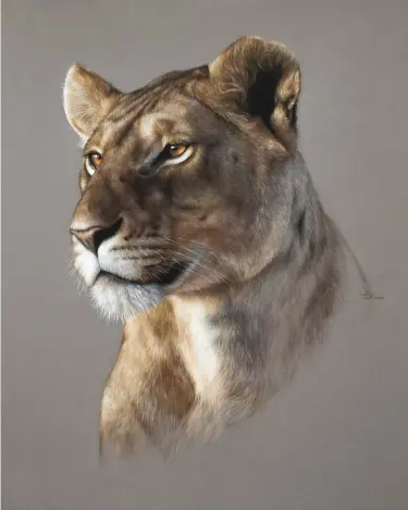  ??  ?? Malkia, pastel on Pastelmat paper, 50 x 40 cm
The translatio­n of Malkia into Swahili is simply “the queen.” When I look at this lioness, I tell myself that she is full of wisdom and gentleness. His eyes would rather turn to the past, with this light coming to run his fur and ignite his eyes.