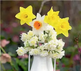  ??  ?? Daffodils and ‘Erlicheer’ narcissus: quintessen­tial harbingers of spring.