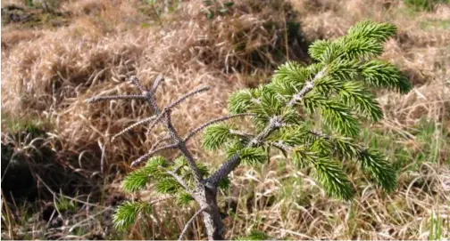  ??  ?? Something lacking: Severe phosphorus deficiency in Sitka spruce. Ensure satisfacto­ry nutrient levels to avoid this scenario