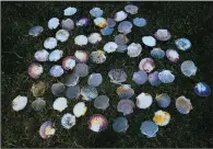  ?? ?? Shells belonging to pilgrims are seen June 3 in Villarmert­ero de Campos, Spain. The shells are the symbol of the Camino de Santiago.