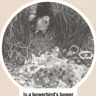  ??  ?? Is a bowerbird's bower just an extension of the bird?