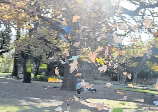  ?? Picture: ABONGILE SOLUNDWANA ?? UP IN THE AIR: Strong winds which blew in Komani on Wednesday led the autumn leaves in a merry dance in the Memorial Gardens