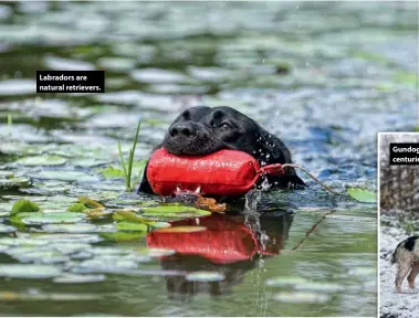  ??  ?? Labradors are natural retrievers.