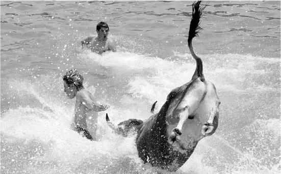  ?? Foto: CBN-Archiv ?? Bei den Bous a la Mar werden die Stiere ins Meer gejagt. Mutige springen gleich hinterher.