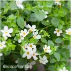  ?? ?? Bacopa cordata