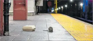  ?? EL PAÍS ?? Pistas. Una rata comiendo en la estación de metro Herald Square, una de las áreas céntricas de Nueva York.