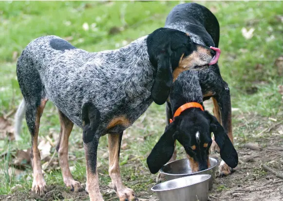 Bien nourrir son chien - PressReader