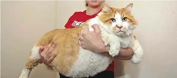 Obesite Du Chat Comment Savoir Si Mon Chat Est Obese Pressreader