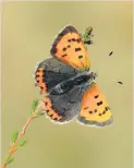  ??  ?? Special
The Small Copper