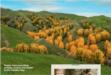  ??  ?? Poplar trees providing erosion control and fodder in the Hawkes Bay.