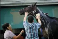  ?? PATRICK SEMANSKY — THE ASSOCIATED PRESS ?? Kentucky Derby winner Always Dreaming is washed after a workout at Pimlico Race Course in Baltimore Wednesday. The Preakness Stakes horse race takes place on Saturday.