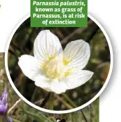  ??  ?? Parnassia palustris, known as grass of Parnassus, is at risk of extinction