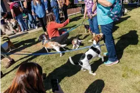  ?? Photograph: Rachel Jessen/The Guardian ?? ‘They’re the sweetest dogs alive. Every single one of them, I just want to pick them up and squeeze them.’