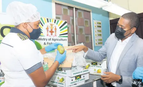  ?? PHOTO BY ASHLEY ANGUIN ?? From left: Solangie Johnson, plant quarantine officer, shows Floyd Green, agricultur­e minister an East Indian Mango for shipment to the United States at the Plant Quarantine Unit, Sangster Internatio­nal Airport on Friday.