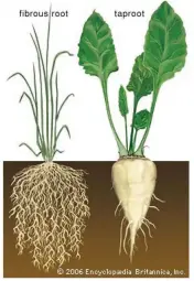  ?? ?? Here again we have in addition to tap roots and fibrous roots, prop roots and adventitio­us roots.