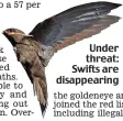  ?? ?? Under threat: Swifts are disappeari­ng