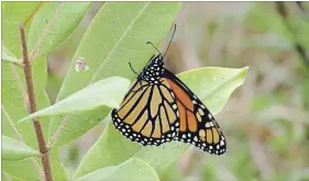  ?? DREW MONKMAN SPECIAL TO THE EXAMINER ?? A recentlyem­erged monarch on common milkweed.