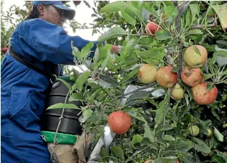  ?? CLINTON LLEWELLYN/STUFF ?? Scales Corporatio­n’s Mr Apple is one of the biggest employers in Hawke’s Bay.