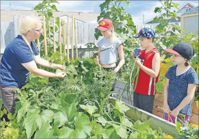  ?? SHARON MONTGOMERY-DUPE/CAPE BRETON POST ?? Kimberly McPherson, a volunteer with the Glace Bay Food Bank, harvests vegetables from a garden that children with the Come Cook Together program helped plant and were harvesting on Wednesday, including, from left, Trystin Huffman, 10, Shannon...