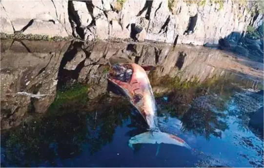  ?? FOTO: TIPSER ?? DØD HVAL: Arendal kommune venter på svar fra Kystverket for å vite hva de skal gjøre med denne døde hvalen som flyter rundt i sjøen.