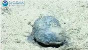 Unknown 'blue goo' creature found by NOAA team in Caribbean