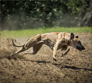  ??  ?? Greyhound racing is under pressure globally