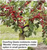  ??  ?? Dwarfing Gisela rootstocks make ‘Morello’ cherry growing a viable option in small gardens