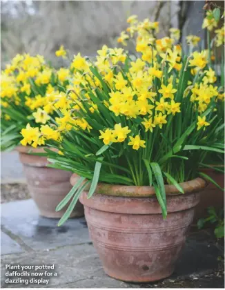  ??  ?? Plant your potted daffodils now for a dazzling display
